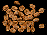 Ревінь насіння 1 грам (прибл. 70 шт) (Rheum rhabarbarum) ранній румбамбар, фото 4