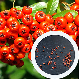 Горобина звичайна насіння (20 шт) червона, для вирощування саджанців Sorrbus aucupária