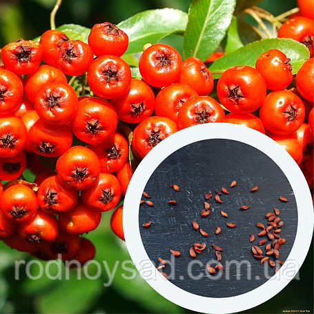 Насіння горобини