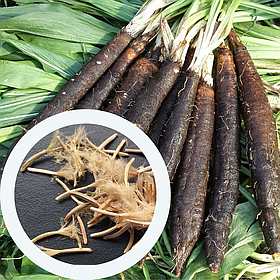 Скорцонера насіння 0,5 г (прибл. 20 шт) (Scorzonera hispanica) іспанська чорна морква козелець солодкий корінь