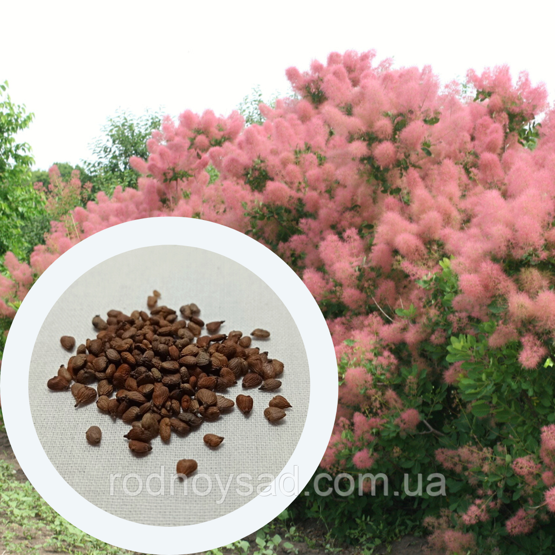 Скумпія насіння (20 шт) (Cotinus coggygria) перукове дерево звичайна венеціанський сумах