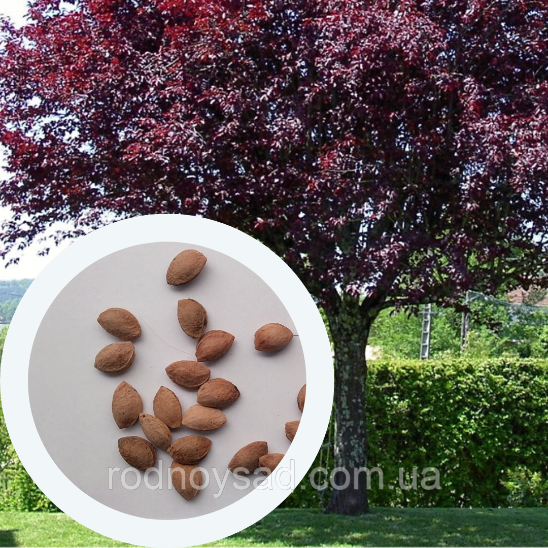 Слива Піссарді насіння (10 шт) (Prunus cerasifera Pissardii) червонолиста