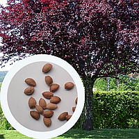 Слива Писсарди семена (10 шт) (Prunus cerasifera Pissardii) краснолистная