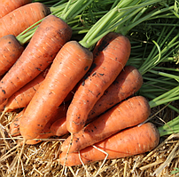Морква БОЛІВАР F1 Clause 250 000 шт ( 1.6 -1,8)