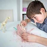 Набір для розкопок 4M Скелет тиранозавра, фото 3