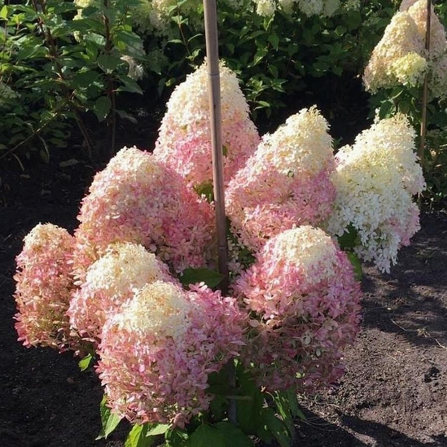 Саджанці Гортензії волотистої Роял Флауер (Hydrangea paniculata Royal Flower) Р9