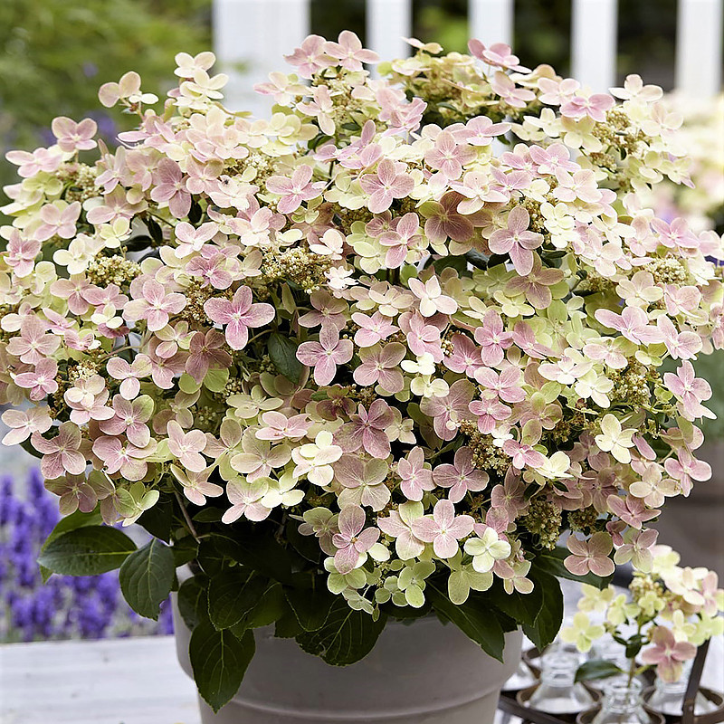 Саджанці Гортензії волотистої Полістар (Hydrangea paniculata Polestar) Р9, фото 1