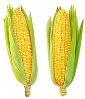 Насіння кукурудзи
