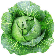 Насіння капусти