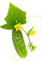 Насіння огірків