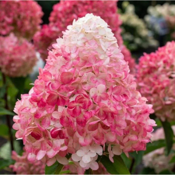 Саджанці Гортензії волотистої Пінкі Проміс (Hydrangea paniculata Pinky Promise) Р9