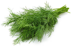 Насіння кропу