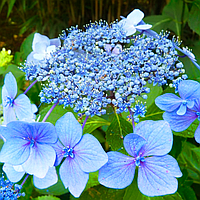 Саджанці Гортензії крупнолистної Маріесі Перфекта (Hydrangea macrophylla Mariesii Perfecta) Р9