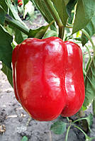 Насіння солодкого перцю Єкла / Екла F1 (Syngenta), поштучно - ранньостиглий гібрид, кубовидний, червоний