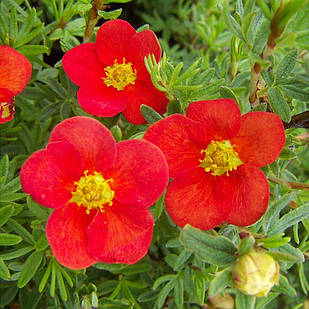 Саджанці Перстач кущовий Ред Айс (Potentilla fruticosa Red Ace) Р9