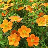 Саженцы Лапчатка кустарниковая Бэлла Сол (Potentilla fruticosa Bella Sol) Р9