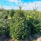 ЖИВА НОВОРІЧНА ЯЛИНА, ЗВИЧАЙНА, ВИСОТА 1.25 - 1.50 м. З АВСТРІЇ ТА ДАНІЇ, фото 7