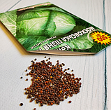 Насіння капусти білокочанної Московська пізня, фото 5