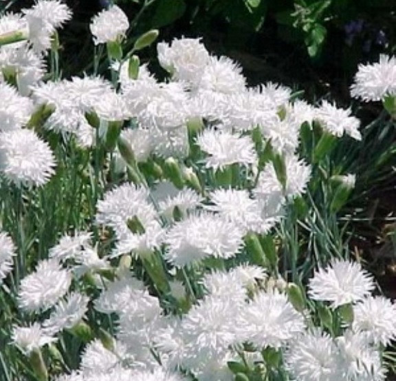 Гвоздика Альвуда махрова біла, фото 1