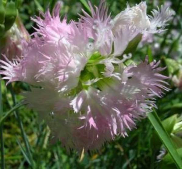 Гвоздика Альвуда махровая бело-розовая: продажа, цена в Киевской ...