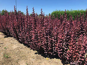 Барбарис Тунберга Чоколад Саммер \Berberis thunb. 'Chocolate Summer' ( саджанці 3 роки), фото 2