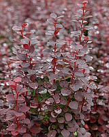 Барбарис Тунберга Чоколад Саммер \ Berberis thunb. 'Chocolate Summer' ( саженцы 3 года)