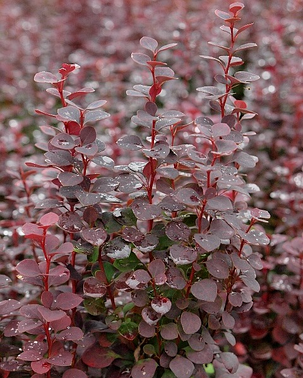 Барбарис Тунберга Чоколад Саммер \Berberis thunb. 'Chocolate Summer' ( саджанці 3 роки), фото 2