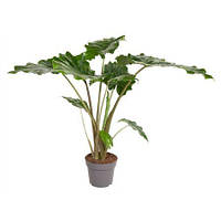 Рослина Alocasia Portadora (кімнатна)