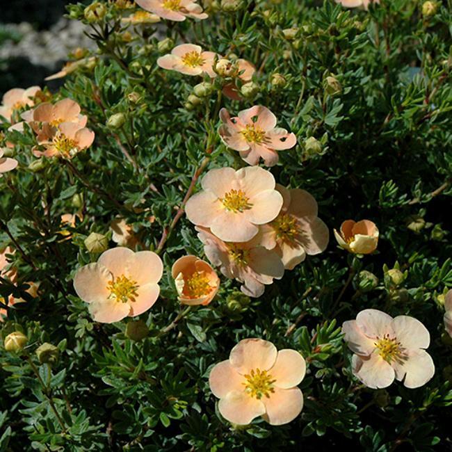 Саджанці Лапчатки чагарникової Белла Еппл (Potentilla virgultum Bella Apple) Р9, фото 1