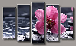 Модульна картина на полотні з 5 частин "Орхідея на каменях"