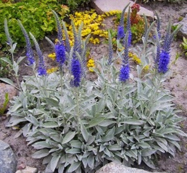 Вероника Silberteppich, фото 1