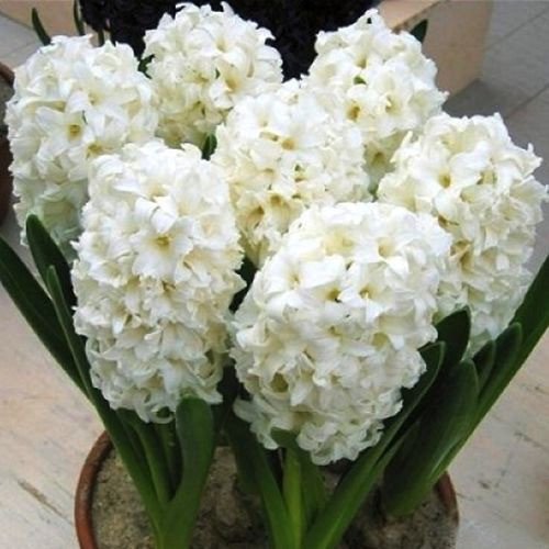 Гіацинт Махровий "Snow Crystal"