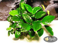 Аквариумное растение - Анубиас Нана (Anubias Nana)