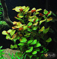 Рослини, декорації, грунти для акваріума Людвігія Болотна (Ludwigia Palustris)