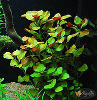 Аквариумное растение - Людвигия Болотная (Ludwigia Palustris)