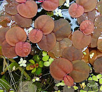 Аквариумное растение - Филлантус Плавающий (Phyllanthus Fluitans)