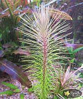 Аквариумное растение - Погостемон Эректус (Pogostemon Erectus)