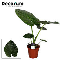 Рослина Alocasia Macrorrhiza (decorum)