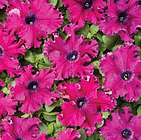 Петунія Афродіта F1 200 шт. порпурова