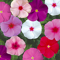 Катарантус Саншторм F1 10 шт