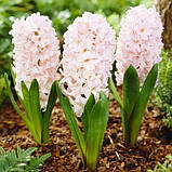 Гиацинт "Apricot Passion", фото 2