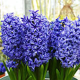 Гиацинт Blue Jacket 1 шт.(луковицы), фото 2
