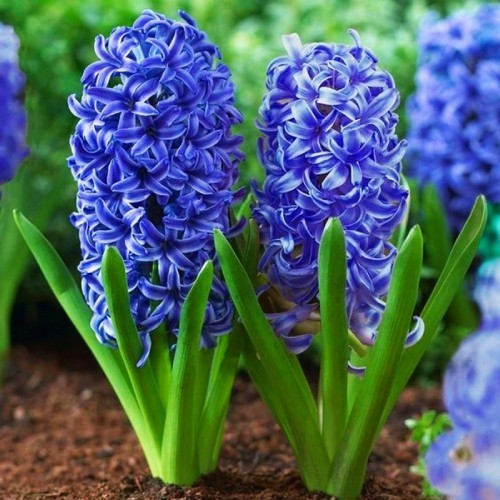 Гиацинт Blue Jacket 1 шт.(луковицы), фото 1