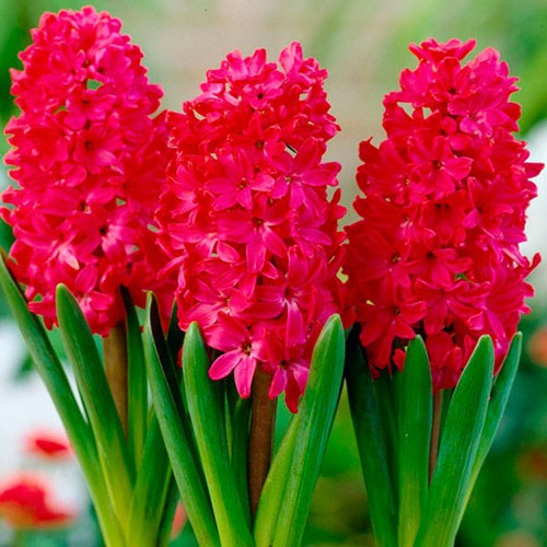 Гиацинт "Scarlet Pearl" (луковицы)