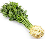 Насіння селери кореневої Алабастер 0,5 г середньостиглий, фото 2