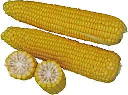 Насіння кукурудзи Добриня F1 25 000 насінин Lark Seeds
