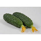 Насіння огірок Марінда F1, Leda Agro (50 шт.), фото 2