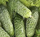 Насіння огірок Марінда F1, Leda Agro (50 шт.), фото 3