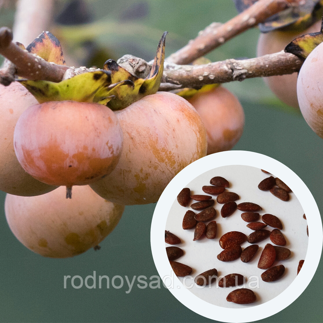 Хурма кавказська насіння (10 шт) (Diospyros lotus) лотосовидна, фото 1