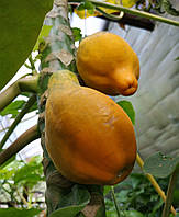 Саженец самоплодной папайи, сорт Ред Леди, 20-30 см